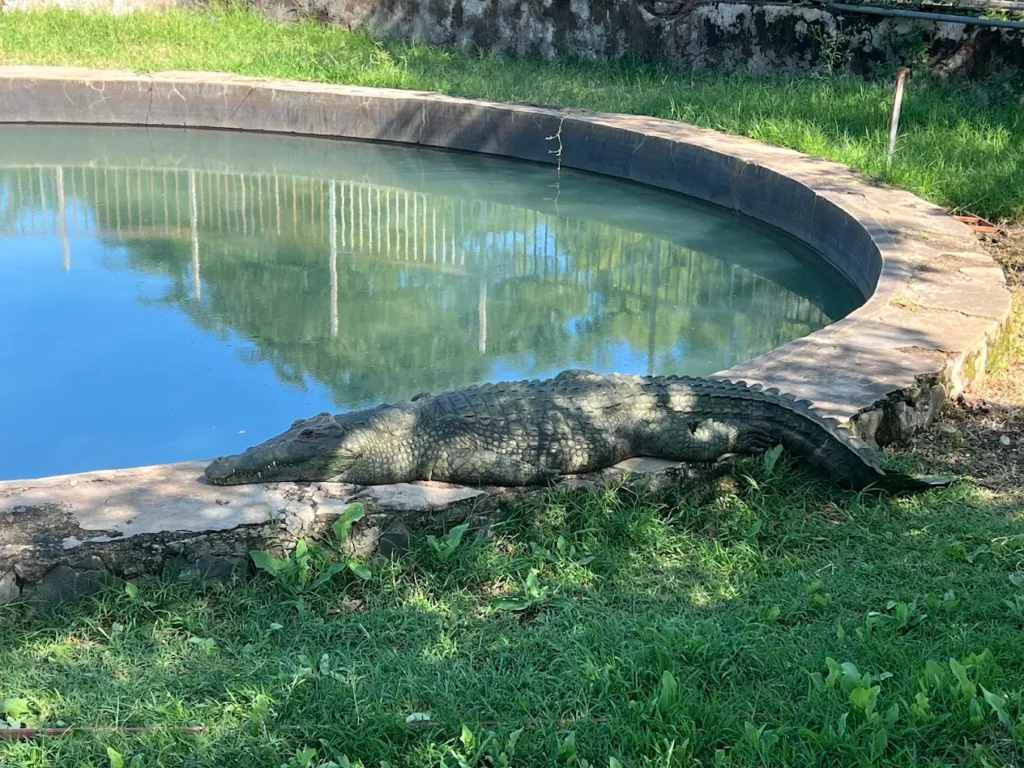 Arba Minch Crocodile Ranch 1024x768