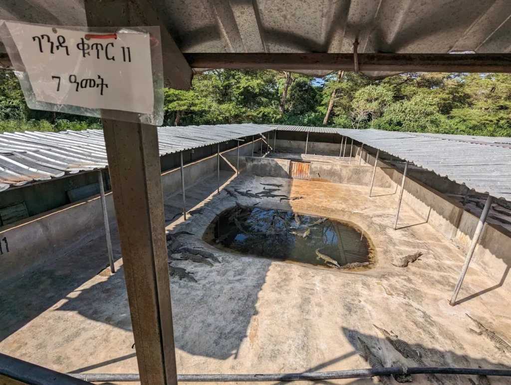 Arba Minch Crocodile Ranch 2 1024x771
